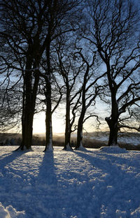 Bare trees on snow covered field against sky