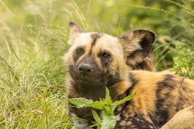 Portrait of dog on field