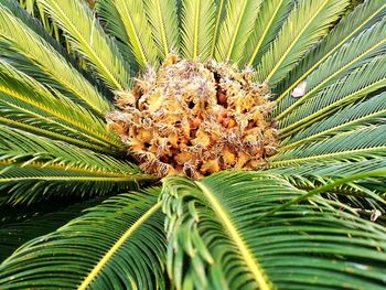 Close-up of green plant with palm leaves