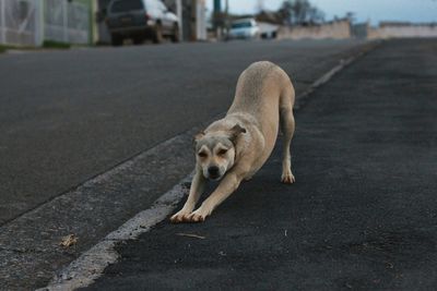 Dog stretching