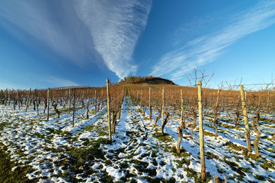 Snow covered field against sky