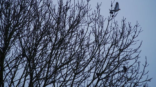 Low angle view of bird perching on bare tree against sky