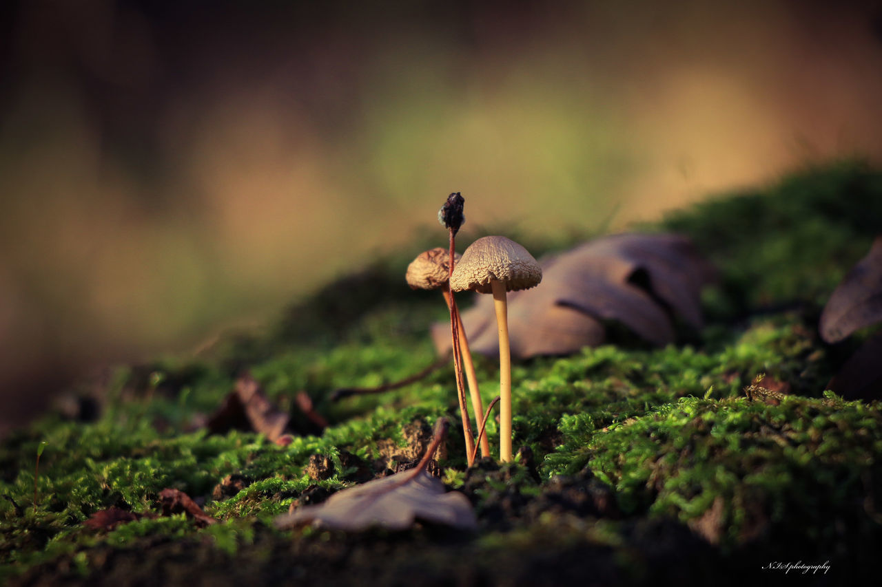 nature, mushroom, animal wildlife, green, plant, fungus, forest, animal, macro photography, animal themes, moss, no people, wildlife, leaf, selective focus, bird, land, vegetable, beauty in nature, tree, autumn, food, natural environment, outdoors, flower, growth, one animal, soil, environment, day, close-up, sunlight