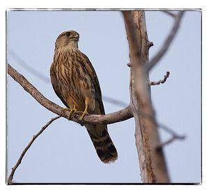 Low angle view of eagle perching on branch