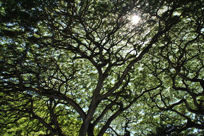 Low angle view of trees in the forest