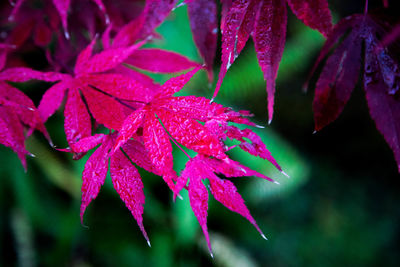 Close-up of wet maple leaves during autumn