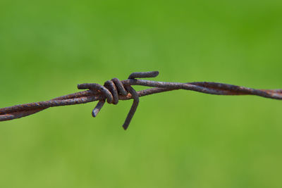 Close-up of rusty barbed wire