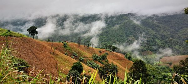 Panoramic shot of trees on field against sky