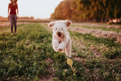 Dog running on field