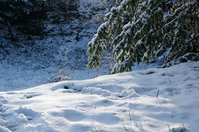 Snow covered land and trees on field