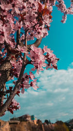 Close-up of cherry blossoms against sky