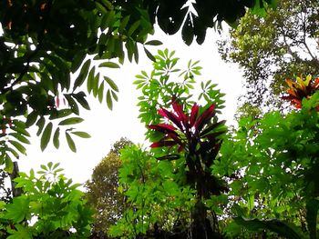 Low angle view of flower trees against sky