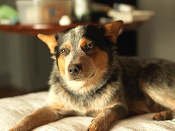 Close-up of dog resting