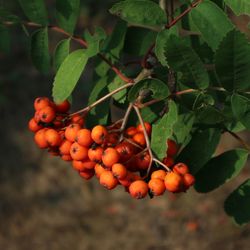 Close-up of berries growing on tree