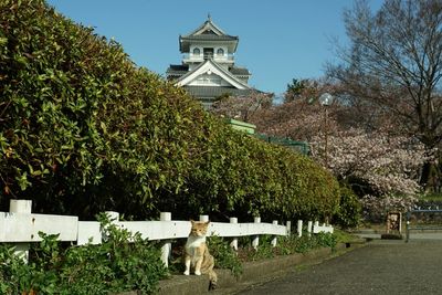 Cat living in nagahama-jo castle park at cherry blossom season