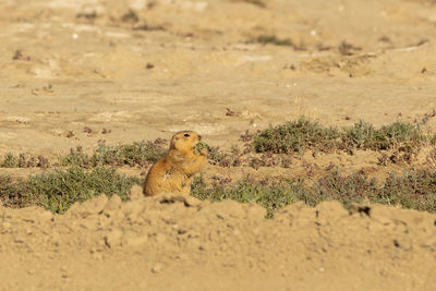 Speckled ground squirrel. spermophilus suslicus. wild animal in spring.