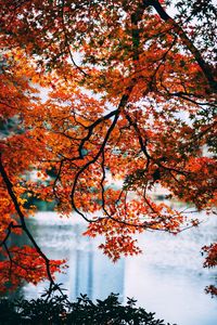 Low angle view of autumnal tree against sky