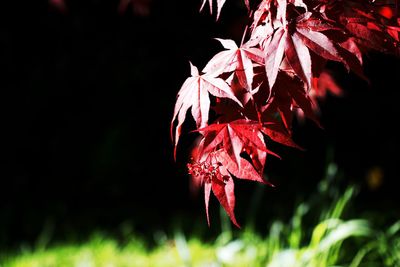 Close-up of red maple leaves
