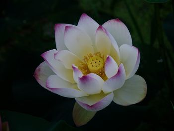 A white lotus