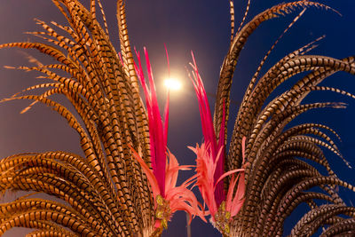 Low angle view of illuminated flowering plants against sky