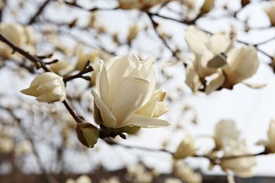 Close-up of white flowering plant