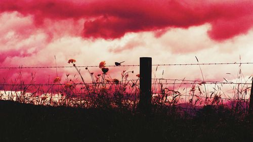 Silhouette plants against sky during sunset