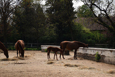 Horses grazing in the field