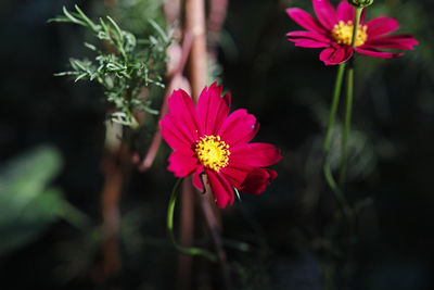 Close-up of pink cosmos flower