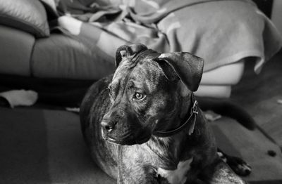 Close-up of dog sitting on floor at home