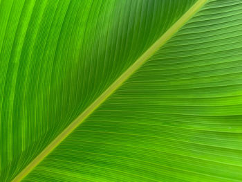 Full frame shot of palm leaf