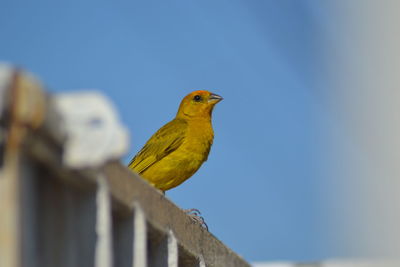 Low angle view of bird perching on yellow against sky