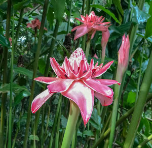Close-up of wet pink flower blooming outdoors