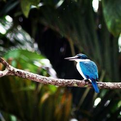 Close-up of bird perching on branch