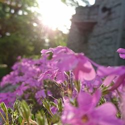 Close-up of purple flowers blooming outdoors