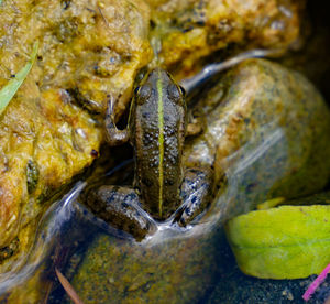 Close-up of frog on rock