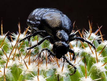 Close-up of insect on flower