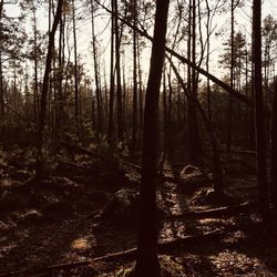 Trees in forest