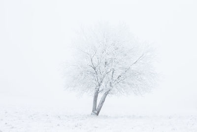 Bare tree on snow covered field against clear sky