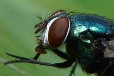 Close-up of fly