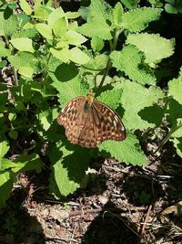 High angle view of butterfly on plant