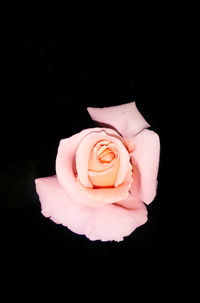 Close-up of pink rose against black background