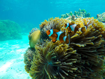 View of coral in sea