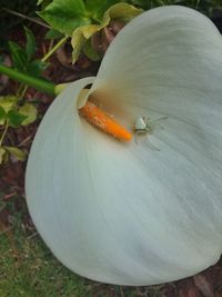 High angle view of insect on plant