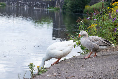 Ducks on a lake