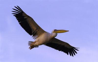Low angle view of seagull flying against blue sky