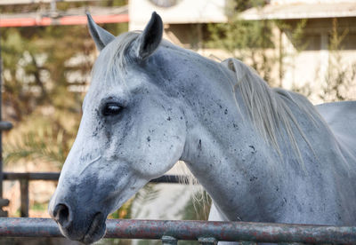 Close-up of a horse in ranch