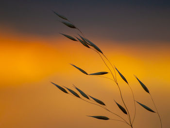 Close-up of silhouette plant against orange sky