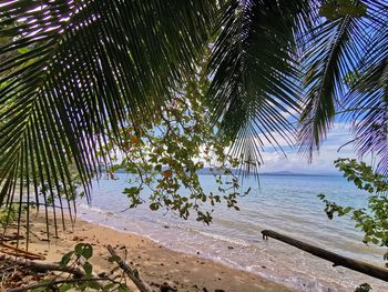 Palm trees on beach