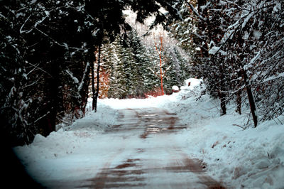 Snow covered road amidst trees in forest