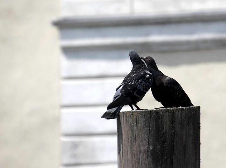 VIEW OF BIRD PERCHING ON WOODEN POST